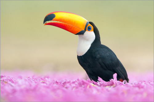 Poster Toucan in the sea of flowers