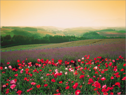 Poster Poppy field in green landscape