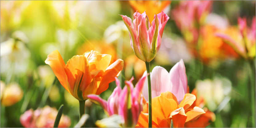 Poster Pink and orange tulips