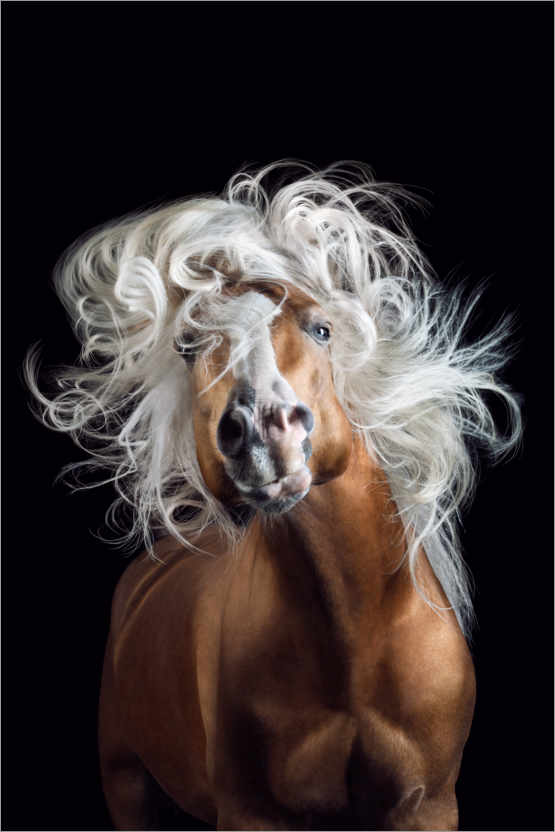 Poster Horsestyle V