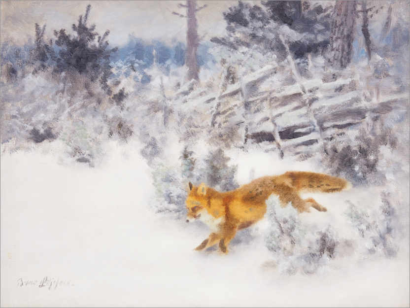 Poster Fox in the winter landscape