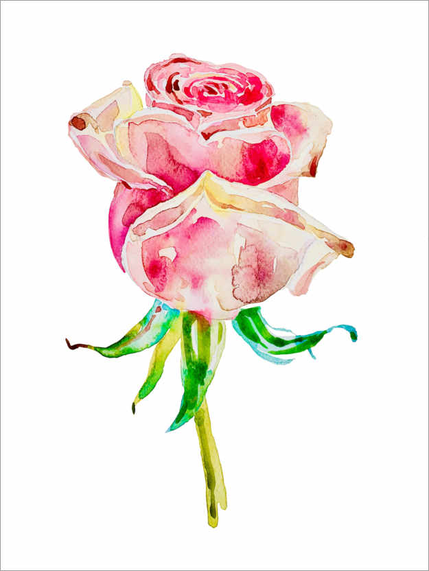 Poster Summer rose I
