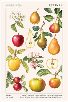 Poster  Apples and pears - Elizabeth Rice