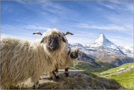Poster Matterhorn with black-nosed sheep