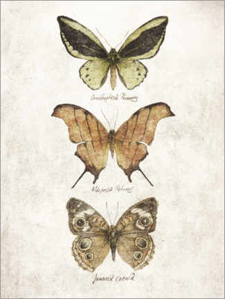 Canvas print  Butterflies IV - Mike Koubou