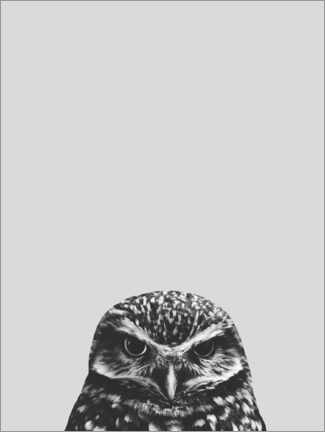 Poster Gray owl