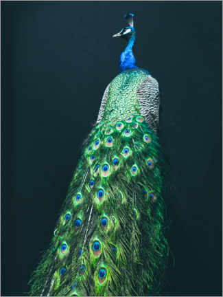 Wood print  Peacock I - Magda Izzard