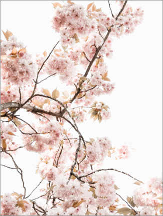 Poster Spring blossom I