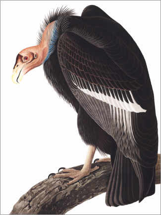Poster  California condor - John James Audubon