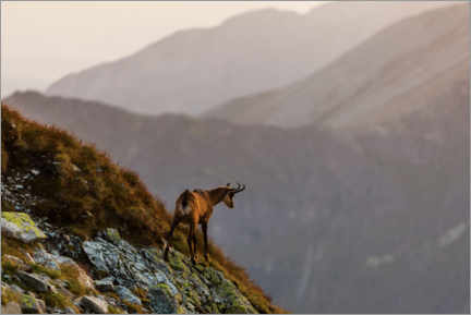 Poster Chamois in the Tatra Mountains