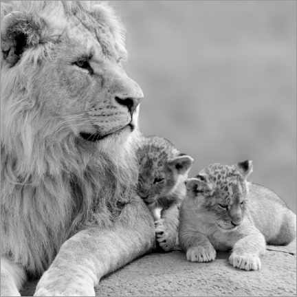 Aluminium print  Young Lions in Black and White