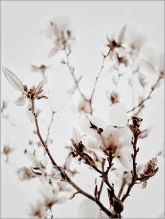 Canvas print  White Magnolia I - Magda Izzard