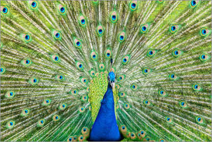 Poster Colorful peacock