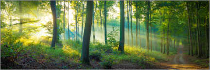 Acrylic print  Forest panorama - Martin Wasilewski