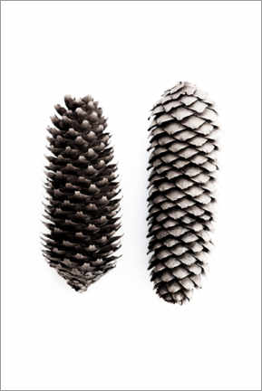 Poster Pinecone