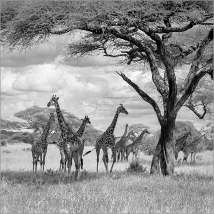 Canvas print  Herd of giraffes - Ali Khataw