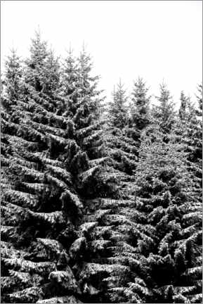 Poster  Snow-covered Christmas trees - Studio Nahili