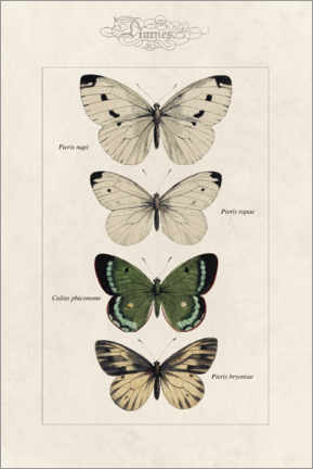 Canvas print  Chart of butterflies - Alexis Nicolas Noel
