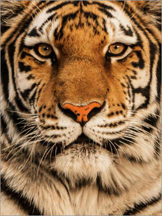 Foam board print  Close up of a tiger - Nikita Abakumov