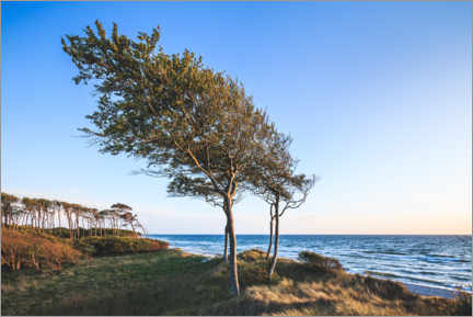 Poster West beach on the Darß, Baltic Sea coast