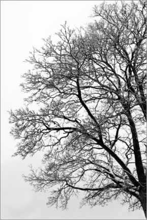 Aluminium print  Winter tree with snow - Studio Nahili