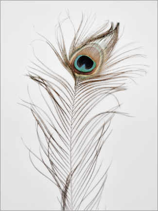 Wood print  Peacock feather - Magda Izzard