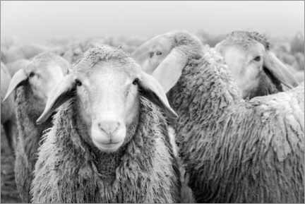 Aluminium print  Flock of sheep - Michael Valjak