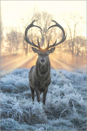 Acrylic print  I love you deer - Max Ellis