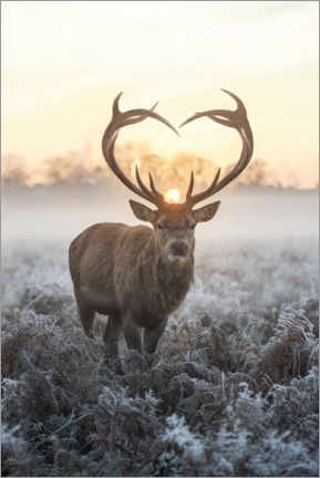 Acrylic print  I heart you deer - Max Ellis