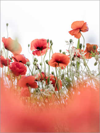 Canvas print  Cheerful Poppies - Bob Daalder