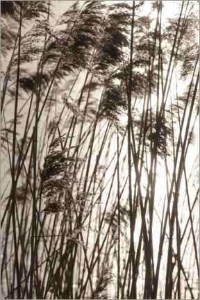 Acrylic print  Pampas grasses in sunset - Studio Nahili