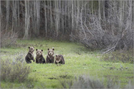 Poster Four grizzly bear cubs in a meadow