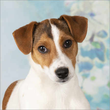 Wall sticker  Young Jack Russell Terrier - Heidi Bollich