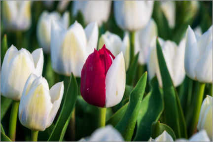 Poster Red and white tulip