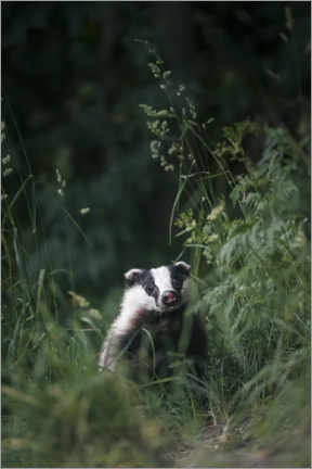 Acrylic print  Badger in the long grass - Marcel Gross