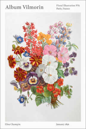 Foam board print  Album Vilmorin, Floral Illustration n° 6, 1856 - Elisa Champin