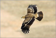Wall sticker  Eastern imperial eagle in flight - M. Schaef