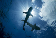 Gallery print  Blacktip reef sharks - Dave Fleetham