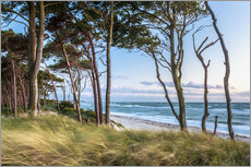 Gallery print  Coastal Forest and Beach at the Baltic Sea - Sascha Kilmer