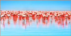 Gallery print  Flamingo in the lake Nakuru