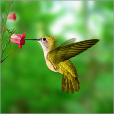 Wall sticker  Hummingbird drinking nectar from flower