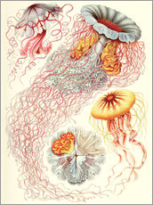 Gallery print  Discomedusae jellyfish species - Ernst Haeckel