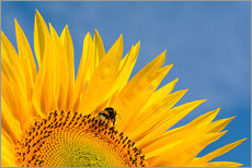 Gallery print  Sunflower against blue sky - Edith Albuschat