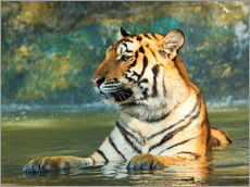 Wall sticker  Tiger lying in the water