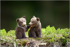Gallery print  Two young brown bears