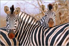 Gallery print  Zebra friendship, South Africa - wiw