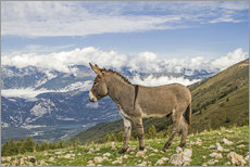 Wall sticker  Donkey on a Lonely Mountain Meadow