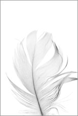 Aluminium print  White Feather - Art Couture