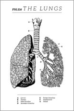 Acrylic print  Fig.116 Lungs (Vintage Chart) - Wunderkammer Collection