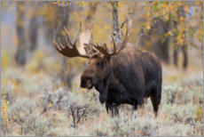 Canvas print  Moose in the forest